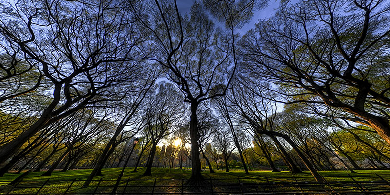 The Mall Central Park NYC Click on Image to view 360 VR Panorama