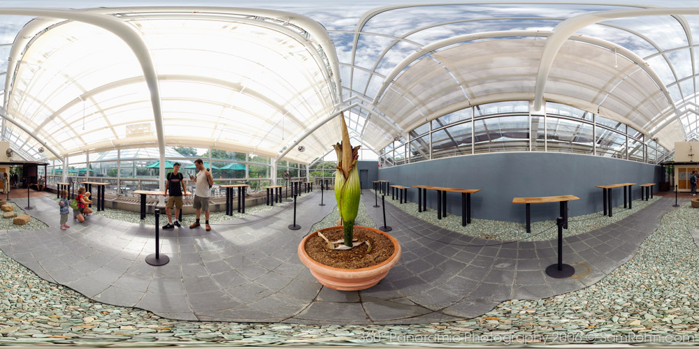 Titan Arum @ BBG :: New York City  :: 360° Panorama